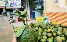 Vì sao cam sành rớt giá thảm hại, phải kêu gọi 'giải cứu'?