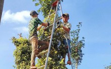 Nhà nông 'cay xè' vì hồ tiêu