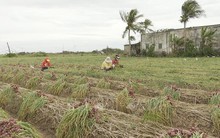 Hành tím Sóc Trăng trúng mùa, được giá
