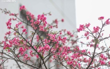 Ngắm hoa anh đào Nhật Bản khoe sắc ở Hà Nội