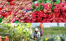 Xuất khẩu nông sản: Xây dựng thương hiệu thay vì đi "buôn chuyến"