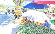 Đàm phán xuất khẩu cam sành sang Trung Quốc