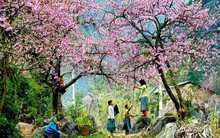 5 địa danh tuyệt đẹp ở Việt Nam vào mùa xuân: Hãy xách balo lên và đi để không bỏ lỡ!