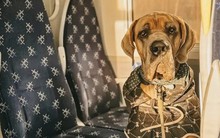 Chi 100 ngàn USD thuê máy bay chở thú cưng đi du lịch vòng quanh thế giới