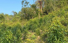 Mang về hơn 1,4 tỷ USD trong năm 2022, mặt hàng này của Việt Nam đang giúp Trung Quốc giữ vị trí nhà sản xuất thịt lớn nhất thế giới, gom đến hơn 90% sản lượng