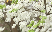 Hoa sưa nở trắng muốt giữa trời Hà Nội