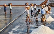 Giá muối cao, diêm dân không có muối để bán