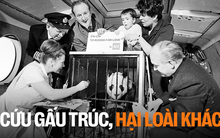 Cứu gấu trúc khỏi tuyệt chủng, ta có vô tình làm hại những loài vật khác?