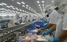 Vì sao cá tra Việt xuất Mỹ đang đà tỷ USD bỗng tuột dốc mạnh?