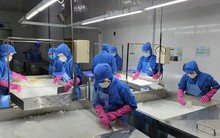 Giải cứu cam sành và khoảng trống ngành chế biến