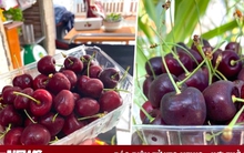 Cherry nhập khẩu rớt giá quá nửa, bà nội trợ đua nhau mua