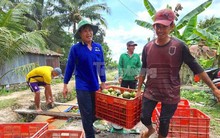 Giá cam sành bất ngờ vọt tăng sau chuỗi ngày 'lao dốc' chưa từng có