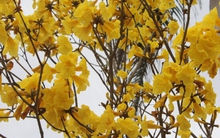 Ngẩn ngơ trước vẻ đẹp của mùa hoa tháng 2 ở Hà Nội