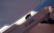 Tổng thống Mỹ Biden vấp ngã khi lên chuyên cơ