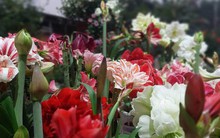 Khu vườn hơn 50 loài hoa đua nhau khoe sắc, rau quả tốt tươi ở Yên Bái