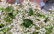 Hoa bưởi đầu mùa tỏa hương khắp phố Hà Nội, giá nửa triệu đồng/kg