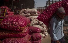 1 loại củ phổ biến ở Việt Nam nhưng đang là 'quả bom dinh dưỡng' của thế giới, dự báo gây ra cuộc khủng hoảng nghiêm trọng khiến ít nhất 3 tỷ người ảnh hưởng