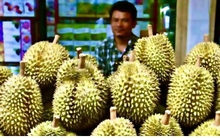 Sầu riêng Philippines vào Trung Quốc tạo ra “cuộc đua nóng”