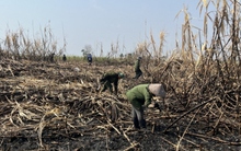 Liên tục xảy ra cháy mía, nông dân Gia Lai như "ngồi trên đống lửa"