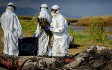 Campuchia phát hiện 12 ca nhiễm H5N1, bé gái 11 tuổi tử vong sau 8 ngày ho, sốt: WHO lo ngại, xem xét đánh giá rủi ro toàn cầu