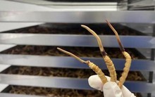 Ngành công nghiệp tỉ NDT ở Trung Quốc: Giả lập môi trường Tây Tạng chỉ để nuôi nấm, 1 hộp thành phẩm cao cấp "biếu sếp" giá lên tới 100 triệu đồng