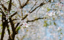 Hà Nội mùa hoa sưa, hoa ban, hoa phong linh: Thợ ảnh kiếm trăm triệu/tháng