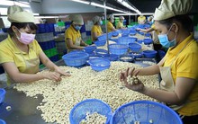 Ngành điều Việt Nam: Kiên nhẫn đường dài