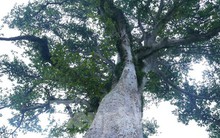 Vẻ đẹp kỳ thú ‘có một không hai’ của cây sui cổ thụ xứ Nghệ