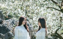 Hoa mận nở trắng trên cao nguyên Mộc Châu thu hút giới trẻ đến check in