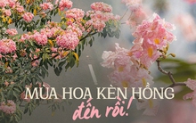 Chưa đến tháng 3, hoa kèn hồng đã nở rực rỡ ở TP.HCM: Thơ đến mức ai cũng xúng xính váy áo đến “sống ảo”