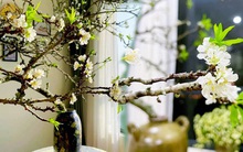 Rộ mốt chi tiền mua cành hoa mận rừng chơi sau Tết