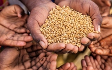 Khủng hoảng kinh tế khiến nhiều gia đình Tunisia chỉ có thể ăn 1 bữa mỗi ngày