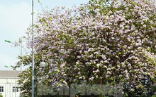 Hoa ban và những điểm check-in tuyệt đẹp tại Hà Nội