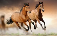 Bước vào tuổi trung niên, 5 con giáp này gặp đại phú, đại quý, của cải có được trong tầm tay