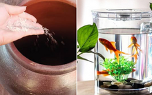 5 thứ trong nhà phải đổ thật đầy, để trống không sẽ làm Thần Tài phật ý, dễ thất thoát tiền bạc