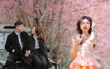 Những điểm du lịch ngắm hoa anh đào nên thơ tại các miền