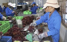 Phát triển kinh tế tuần hoàn - Bài cuối: Hướng đi mới cho nền kinh tế