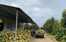 Bầu Đức lần đầu đón "đúng sóng": Giá sầu riêng tăng nóng từng ngày, vượt 200.000 đồng/kg, HAGL sẵn sàng vườn sầu riêng 1.000ha