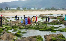 Người dân và du khách thích thú "check-in" mùa rêu xanh tại rạn Nam Ô