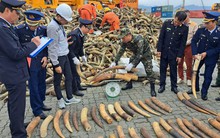 Mở container sừng bò nuôi kẹp chì, chảy ra 125 kg ngà voi