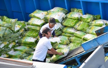 Ngành gạo kỳ vọng thắng lớn