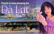 Hết hoa anh đào, Đà Lạt chuẩn bị bước vào mùa hoa phượng tím cũng đẹp đến nao lòng