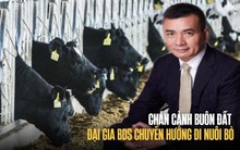 Mệt mỏi với việc "buôn đất", đại gia BĐS rẽ hướng đi nuôi bò: Thu về tiền tỷ nhưng không "nhằm nhò" với số vốn bỏ ra, cái kết nhận về có thể còn rất thảm hại!