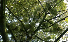 Giá sầu riêng cao kỷ lục nhưng nhiều nhà vườn vẫn còn lắm nỗi tâm tư