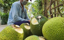 Nhiều loại nông - thủy sản được giá