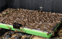 Tham quan nông trại và nhà máy sản xuất dế lớn nhất Việt Nam của Cricket One: Tận dụng từ chân đến phân dế, nâng cấp món ăn chơi vùng quê thành công nghiệp thực phẩm mới