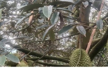 Giá trái sầu riêng sụt giảm bất thường, mất gần 100.000 đồng/kg