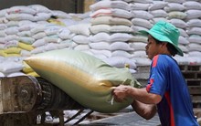 Vì sao xuất khẩu gạo 'phá' kỷ lục nhưng lợi nhuận doanh nghiệp teo tóp?