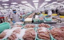 Một loại thủy sản Việt Nam được Mỹ công nhận trình độ sản xuất tương đương nền kinh tế lớn nhất thế giới