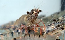 Thực phẩm Sao Ta (FMC): Doanh số tháng 1/2023 giảm mạnh chỉ bằng một nửa cùng kỳ